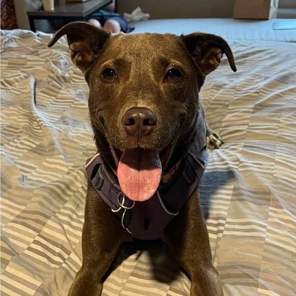 Meet your Posher, Stephanie - Picture 2 of 6